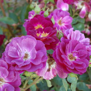 'Midnight Blue' (Polyantha)