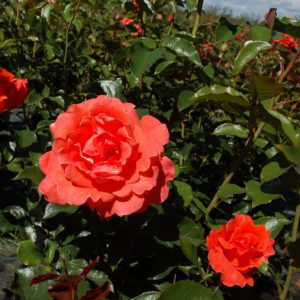 'Prinsesse Marie' (Tehybrid)