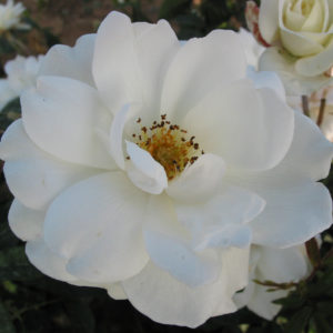 'Schneewittchen' (Floribunda)