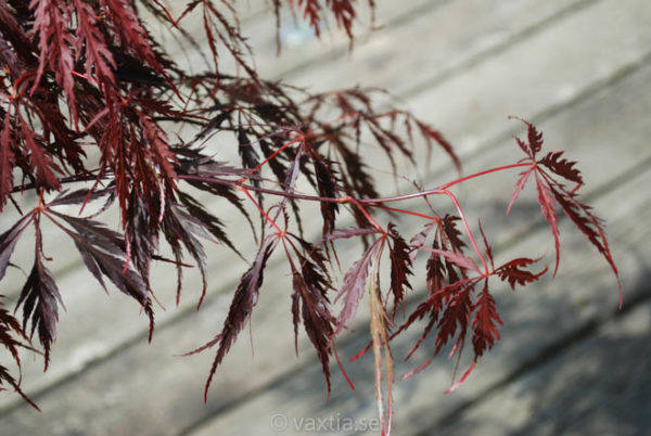 Acer palmatum 'Dissectum Tamukeyama'-898