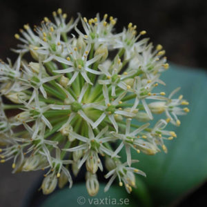 Allium karataviense 'Ivory Queen'-0