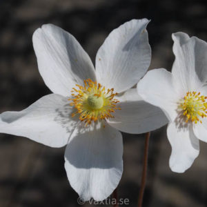 Anemone sylvestris-0