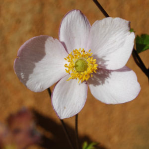 Anemone tomentosa 'Robustissima'-0