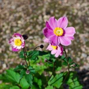 Anemone tomentosa 'Serenade'-463
