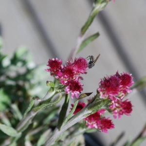 Antennaria dioica 'Rubra'-0