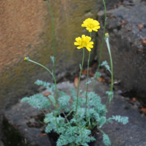 Anthemis marschalliana-0