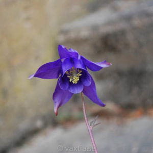 Aquilegia alpina-0