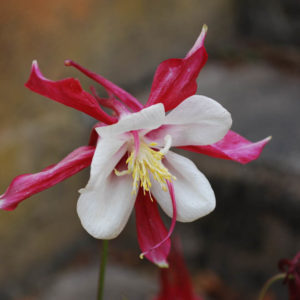 Aquilegia caerulea 'Crimson Star'-0