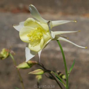 Aquilegia caerulea 'Kristall'-0