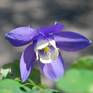 Aquilegia flabellata 'Cameo Blue and White'-0
