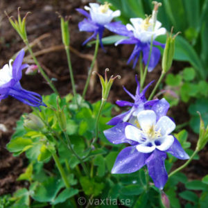 Aquilegia 'Spring Magic Navy and White'-0