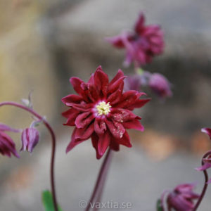 Aquilegia vulgaris 'Ruby Port'-0