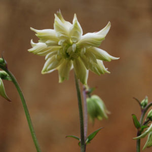 Aquilegia vulgaris 'White Barlow'-0