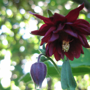Aquilegia vulgaris 'Black Barlow'-0