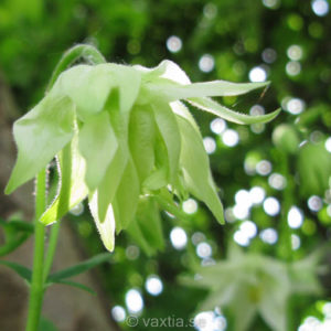 Aquilegia vulgaris 'Green Apples'-0