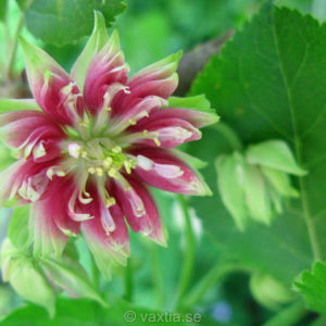 Aquilegia vulgaris 'Nora Barlow'-0