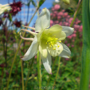 Aquilegia 'Spring Magic White'-0