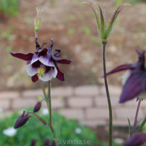 Aquilegia vulgaris 'William Guiness'-0