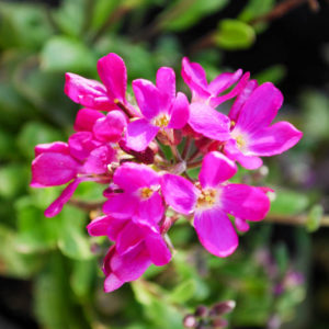 Arabis blepharophylla 'Frühlingszauber'-0