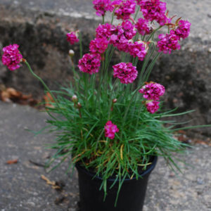 Armeria maritima 'Armada Rose'-0