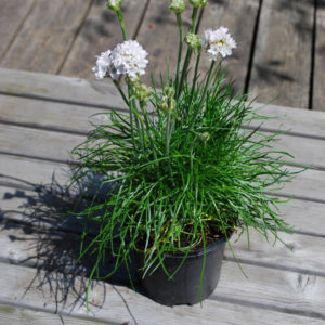 Armeria maritima 'Armada White'-0