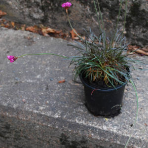 Armeria maritima 'Vesuvius'-0