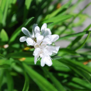 Armeria pseudoarmeria 'Ballerina White'-0