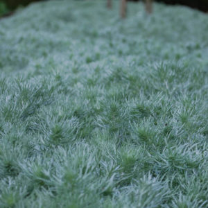 Artemisia schmidtiana 'Nana'-0