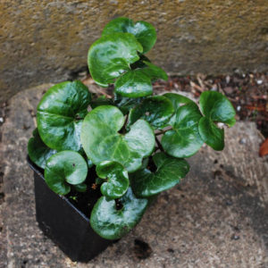 Asarum europaeum-0