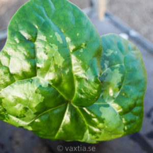 Asarum maximum 'Giant'-0