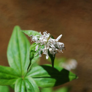 Asperula taurina-0