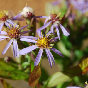 Aster ageratoides 'Nanus'-0