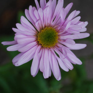 Aster alpinus 'Happy End'-0