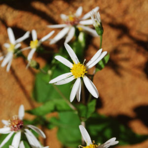 Aster divaricatus-0