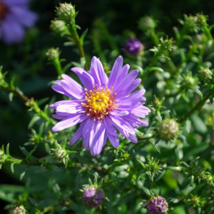 Aster dumosus 'Early Blue'-0