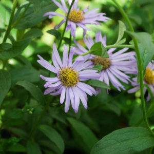 Aster frikartii 'Mönch'-0