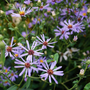 Aster macrophylla 'Twilight'-0