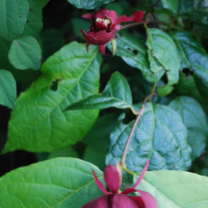 Calycanthus raulstonii 'Hartlage Wine'-0