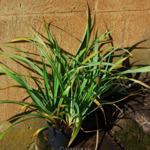 Carex pendula-0