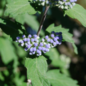 Caryopteris clandonensis 'Grand Bleu' -0