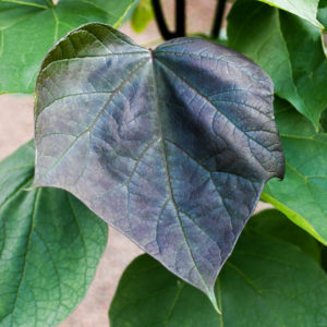 Catalpa erubescens 'Purpurea'-0