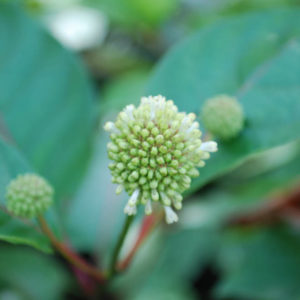 Cephalanthus occidentalis-0