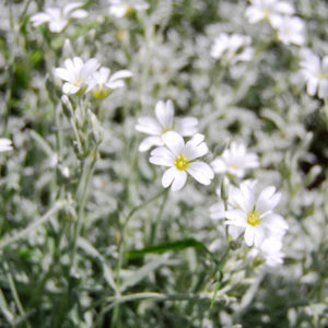 Cerastium tomentosum -0