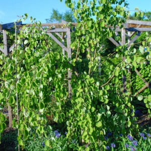 Cercidiphyllum japonicum 'Pendulum'-0