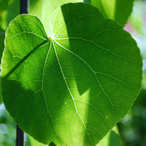 Cercidiphyllum japonicum FK Göteborg-0