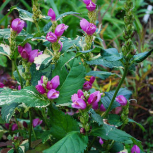 Chelone obliqua-0