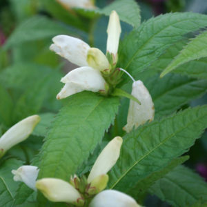 Chelone obliqua (glabra) 'Alba'-0
