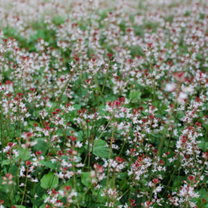 Circaea alpina-0