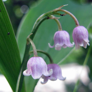 Convallaria majalis 'Rosea'-0