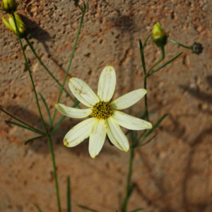 Coreopsis verticillata 'Moonbeam'-0